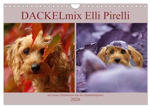 DACKELmix Elli Pirelli (Wandkalender 2026 DIN A4 quer), CALVENDO Monatskalender: mit neuen Abenteuern aus der Hundeknipserei (CALVENDO Tiere)
