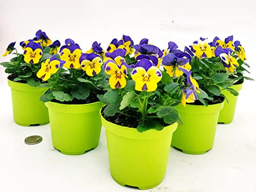 POWERS TO FLOWERS - VIOLE DEL PENSIERO, VIOLA A FIORE PICCOLO GIALLO/VIOLA, 6 PIANTE, Vaso 10,5cm diametro, piante vere