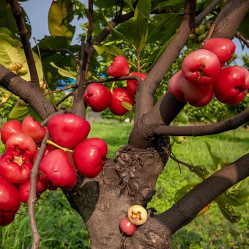 Semillas de Syzygium samarangense, semillas de para jardin semillas de balcon frutal enanos resistentes 30pcs