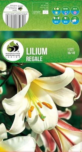 AGRONOM | LIRIOS - REGALE | Bulbos de flores perennes | Flores blancas | Cultivadas en jardines de flores, macetas y céspedes floridos | 1 bulbo