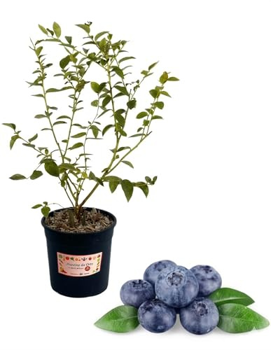 Mirtillo Americano Bluegold (Vaccinium Corymbosum) Pianta in Vaso | Pianta da Frutto Produttiva con Mirtilli Dolci | Ideale per Orto, Giardino, Balcone e Coltivazione in Vaso