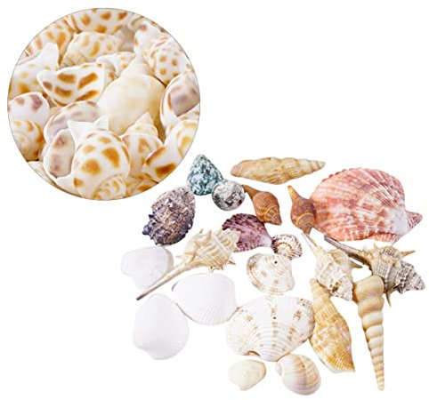 Milisten Conque Décorative Naturelle pour Aménagement Paysager Aquarium Coquillages Aquarium Grand Format