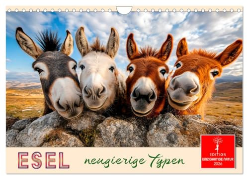 Esel - neugierige Typen (Wandkalender 2026 DIN A4 quer), CALVENDO Monatskalender