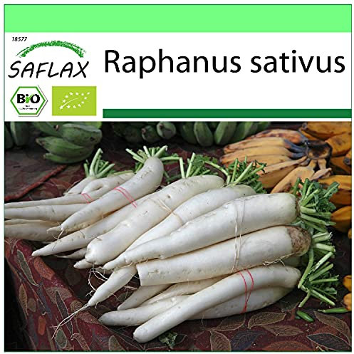 SAFLAX - BIO - Radis - Daïkon - 100 graines - Raphanus sativus