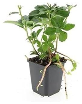 Exotenherz Bodendecker - Schattengrün - Dickmännchen - Pachysandra terminalis - 9cm Topf - Set mit 12 Pflanzen