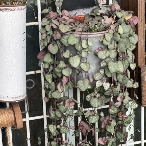 leuchterblume - ceropegia woodii - steingartenpflanzen winterhart seltene, hochbeet balkonpflanzen winterhart mehrjährig 15samen