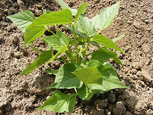 Lot de 50 Graines d'Haricot Nain Tonivert - Variété Productive - Résistant à la chaleur - 100% Naturelle - Riche en Fibre - Grande nutritionnelles - Garantie Germination - Semences Reproductibles