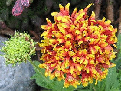 50 Semi - Semi Gaillardia Sundance Bicolor Fiori (Gaillardia pulchella)