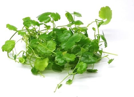 Floratica Hydrocotyle Tripartita Live Aquarium Plants Carpeting Tropical Fish Tank Shrimp Safe Snail Free (10cm x 10cm Coverage Plant Amount)