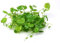 Floratica Hydrocotyle Tripartita Live Aquarium Plants Carpeting Tropical Fish Tank Shrimp Safe Snail Free (10cm x 10cm Coverage Plant Amount)