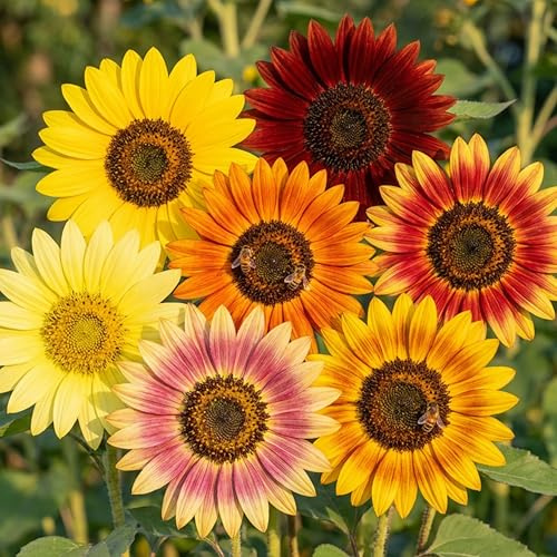 Deutsche Samen - Einzigartiges Sonnenblumen Set – 7 Verschiedene Sonnenblumen – Insektenfreundlicher Garten - pflegeleichte einjährige Pflanzen – Farbenprächtige Blumen