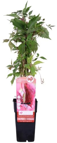 Parthenocissus Engelmannii Rampicante per Muri, Vaso Ø15cm, H65cm