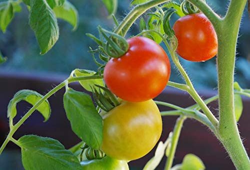 Home Comforts Bush Tomatoes Tomatoes Tomato Fruit Tomato Shrub-20 Inch By 30 Inch Laminated Poster With Bright Colors And Vivid Imagery-Fits Perfectly In Many Attractive Frames