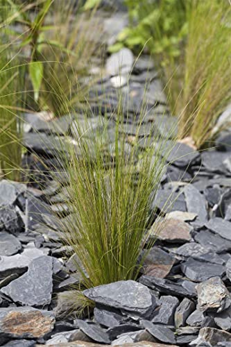 Stipa tenuissima 9x9 cm Topf – Winterhart, Mehrjährig, Pflegeleicht – Mexikanisches Federgras – Ziergras für Beet & Kübel