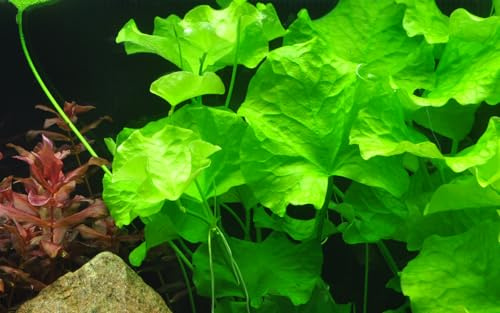 WASSERPFLANZEN WOLFF - Flipper-Lotos/Nymphoides taiwan - Flipper, hellgrüne, rundliche Blätter, wunderschöner Kontrast, Mittel- bis Hintergrund, Aquascaping