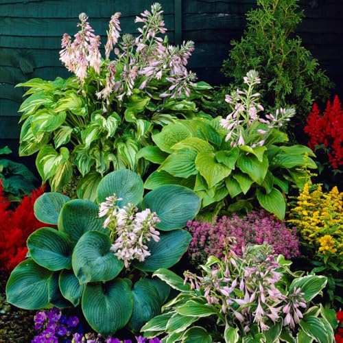 Hosta Pflanze Winterhart - Funkien Duftend Kollektion - 5 Wurzeln - Stauden Mehrjährig Winterhart - Mix von 5 Hybriden - Pflanzen aus Holland (kein Samen, zwiebeln und nicht künstlich)