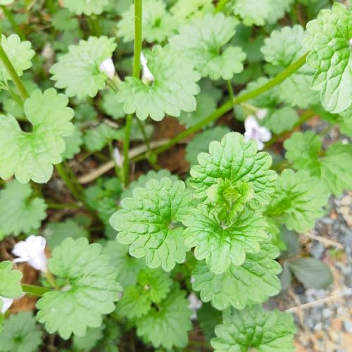 Semi di edera terrestre - resistenti per giardini rocciosi resistenti da balcone semi di aromatiche giardino aromatiche 400pcs