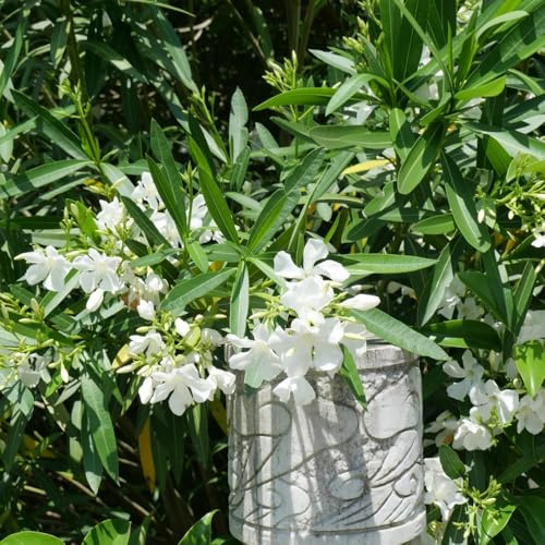 oleandro Vecchie varietà resistenti balcone giardino biologici 20semi