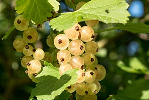 1st weiße Johannisbeere Hochstamm im Topf veredelt Ribes rumbrum ́Blanka ́ Höhe 70-100cm, hoher Ertrag, robust & winterhart – Premium-Beerenpflanze für Garten & Balkon