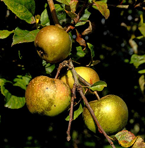 Apfelbaum Altländer Pfannkuchenapfel 60-80cm - süßsäuerlich - lebende Gartenpflanze aus den Baumschulen