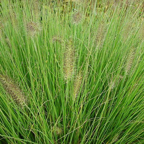 Blumixx Stauden Pennisetum alopecuroides 'Hameln' - Lampenputzergras, im 0,5 Liter Topf, gelb bräunlich blühend