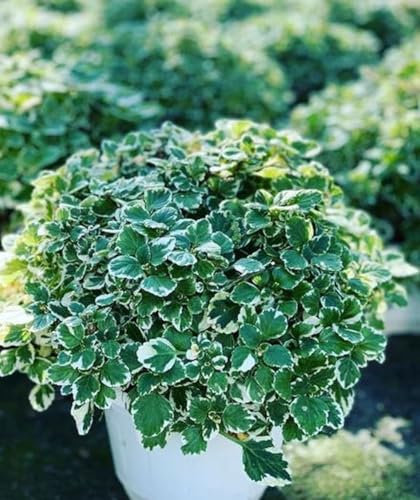 Plectranthus coleoidesVerde [Vaso Ø14cm]