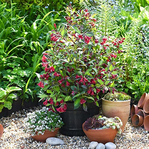 Weigela Plants ‘Camouflage’ Deciduous Hardy Shrub Spring Flowering Red Blooms Black and Green Two-Tone Foliage Easy to Grow Your Own Garden Shrubs 9cm Potted Plants by Thompson & Morgan