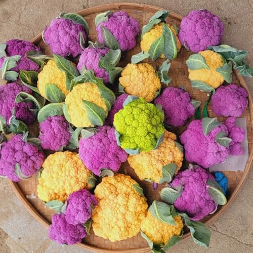 semi di cavolfiore selvatico - resistenti esterno giardino roccioso balcone rustiche 300pcs