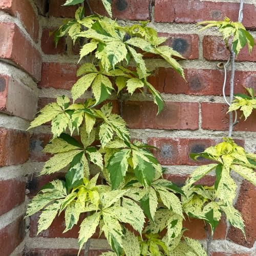 wilder wein - exotische winterharte garten jungfernrebe gartendeko für draußen büropflanzen immergrüne kräutergarten balkon schnellwachsende kletterpflanzen nachhaltige produkte 420samen