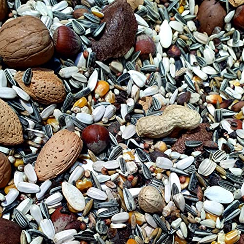 Supravit Artgerechtes Eichhörnchen Futter 1kg | Ausgewogenes Eichhörnchen-Futter mit Haselnüsse & Walnüsse mit Schale | Ganzjähriges Eichhörnchenfutter