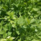 778mg levistico Semi ~ 100 ~ Conte aphrodesiac Herb ~ foglie commestibili Semi & Root:Seeds Only