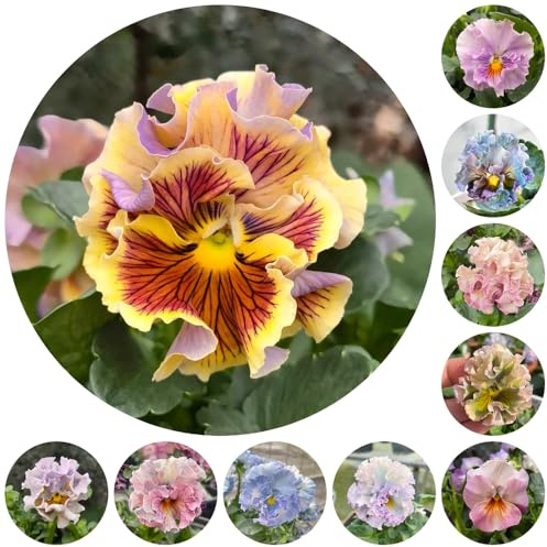 semi di viola del pensiero - giardino resistenti da balcone Aiule rialzate 125pcs