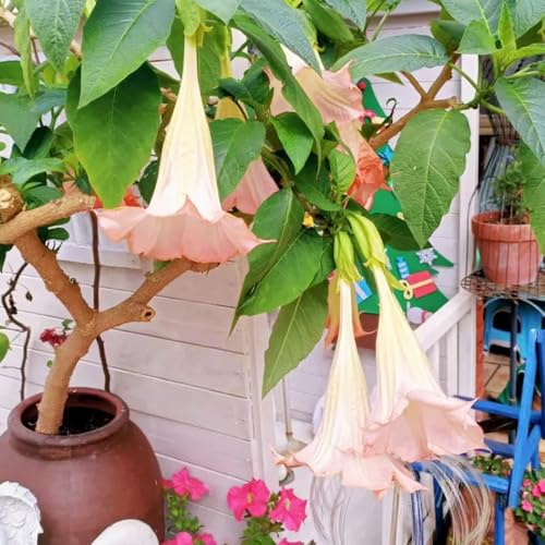 EngelstrompetePflanzeSamen、balkonpflanzen、garten geschenke für gartenliebhaber、bienenfreundlich gartenPflanzen、wohnzimmer deko gartendeko für draußen 300pcs