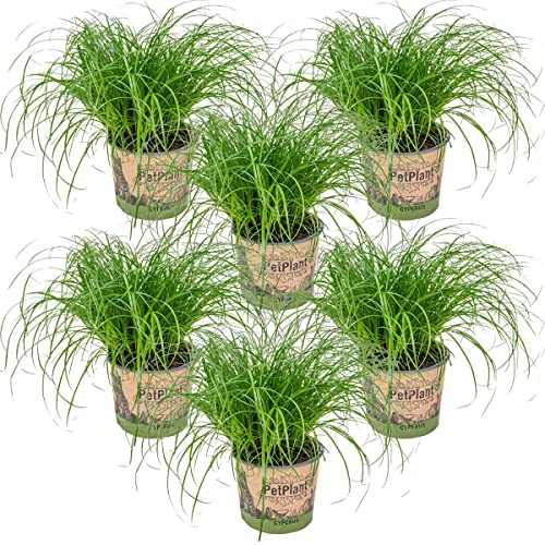 Bloomique - 6er Set - Cyperus Zumula - Katzengras Fertig Gewachsen - Zimmerpflanzen - Pflegeleicht - Haustierfreundlich - Höhe 20-30 cm - Topf 12 cm