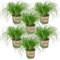 Bloomique - 6er Set - Cyperus Zumula - Katzengras Fertig Gewachsen - Zimmerpflanzen - Pflegeleicht - Haustierfreundlich - Höhe 20-30 cm - Topf 12 cm