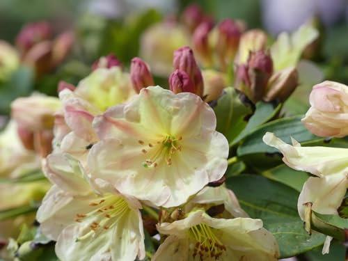Rhododendron Hybride Xingu - Grossblumige Alpenrose 30-40 cm