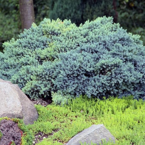 Juniperus Squamata 'Tropical Blue' Compact Silver-Blue Foliage Low Maintenance Ground Cover 1X or 3X 1 Litre Pots by Thompson and Morgan