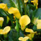 Calla Bulbi Bulbibulbi Di Calla Ama Un Ambiente Caldo,Resistente Al Freddo E Alla Siccità Enormi Bulbi Fioriscono Più Volte,Grandi Fiori Bellissimi,Umido E Soleggiato. -8bulbi