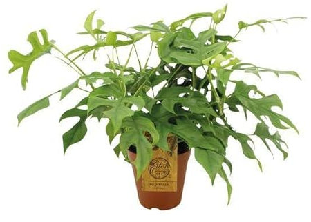 Fensterblatt Monstera Minima – Zimmerpflanze – Ø15cm – 40 cm hoch – Halbschatten – Pflegeleicht – Gefensterte Blätter