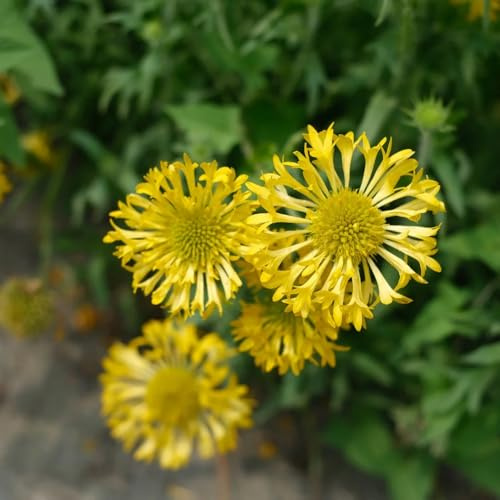 Gaillardia pulchella, Kokardenblume Staude Winterhart, stauden winterhart mehrjährig winterharte für garten wildblumensamen alte sorten 400Samen