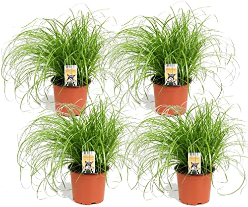Plant in a Box - Zyperngras - 4er Set - Cyperus Katzengras - Höhe 30-40cm - Topf 12cm - Tierfreundlich - Grün - Zimmerflanze - Gartenpflanze nicht Winterhart