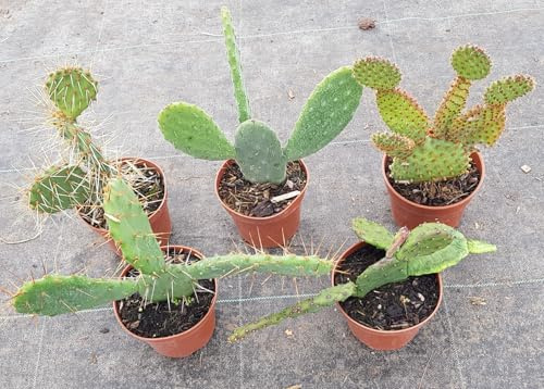 Kit collection d'Opuntia (Par 5) / Conteneur de 0.5 à 0.9 litres/Succulente/Cactée