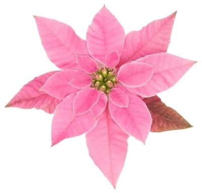 Flor Princettia Rosa - Planta Viva - Planta de Interior y Exterior