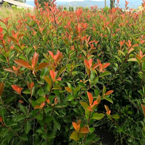 Photinia red robin, 2 piante alte 80/100 cm, vaso Ø20, per una siepe folta