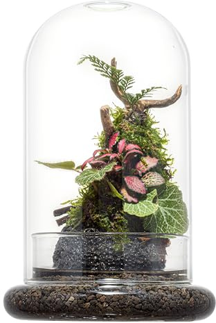 Glass Cloche Dome Terrarium with Base & Ventilation Holes -7.9x4.7Clear Display Case for Carnivorous Plants,Succulents,Venus Flytrap & Eternal Roses,Small Desktop Decor Gift Box(No Plants Included)
