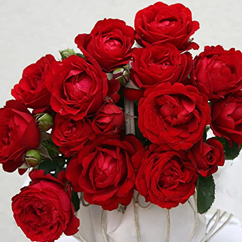 Heirloom Hybrid Tea Roses, Live Own Root Plant for Outdoor Garden, Eleganza® Heart Song™, Lightly Fragrant, Hardiness Zones: 5-9, Repeat Blooming