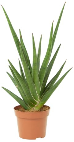 Verdecora Sanseviera Cilíndrica | Sansevieria cylindrica en maceta Ø12 cm | Lengua de Suegra | Planta de Serpiente | Planta Suculenta | Formas Variadas | Ideal para Dormitorios, Oficinas y Salones