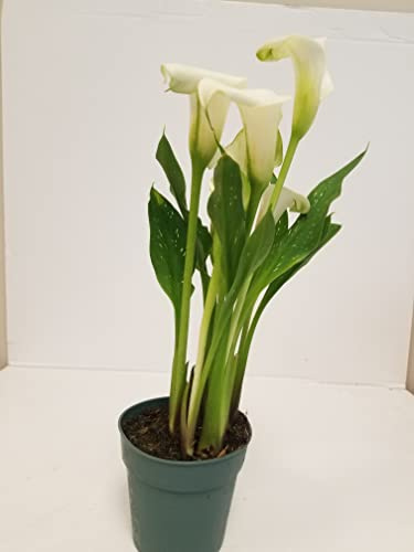 Live 6 White Calla Lily