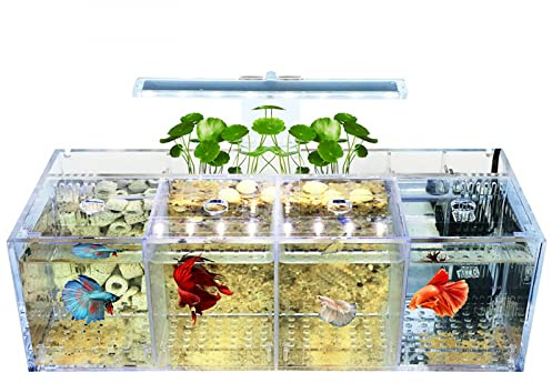 Siqi Betta Aquarium Acrylmaterial Mini-Desktop-Aquarium Goldfisch Mini-Aquarium Krank-Fisch-Isolationsraum, mit Filterwasserpumpe, Beleuchtung (4 Gitterplätze)