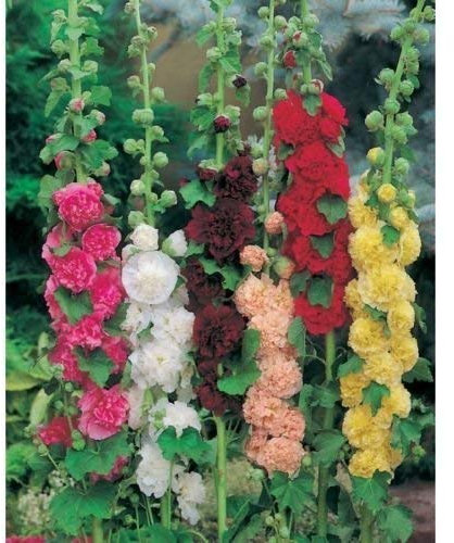 Hollyhock Alcea 'Chater Double Mixed' Large Perennial Plug Plants Pack x6